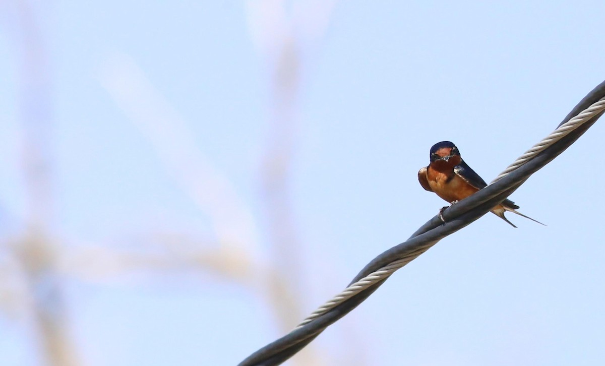 Barn Swallow - ML96338701