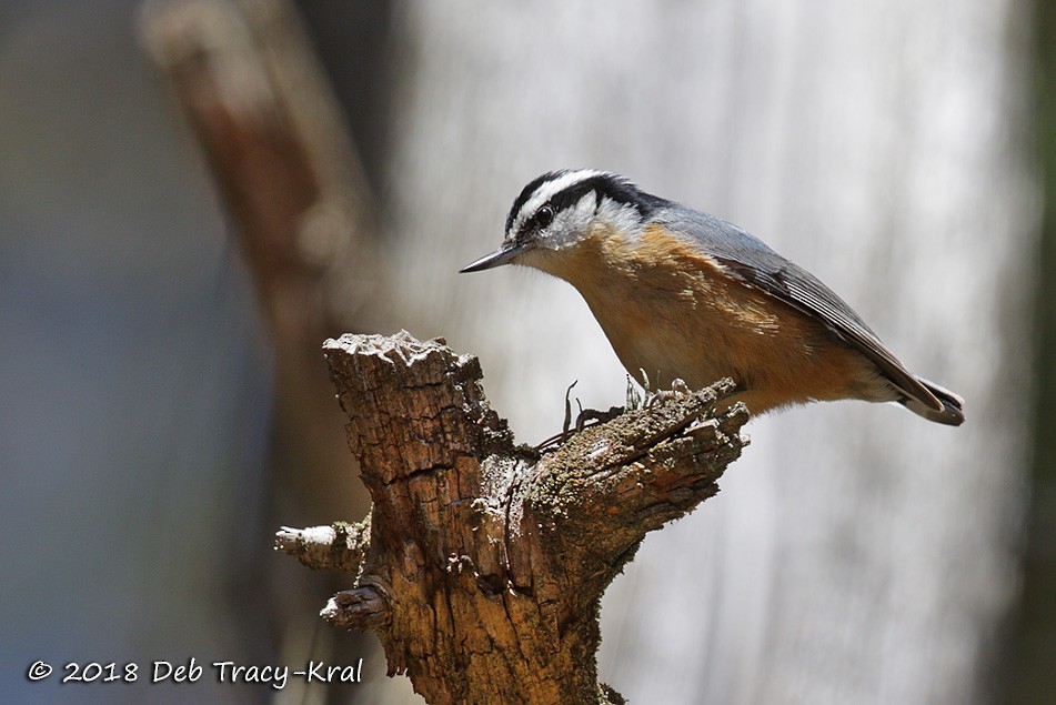 Red-breasted Nuthatch - ML96338951