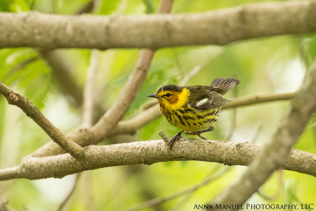 Cape May Warbler - ML96340141