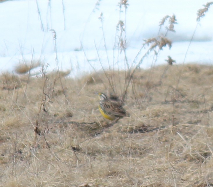 Eastern Meadowlark - ML96340271