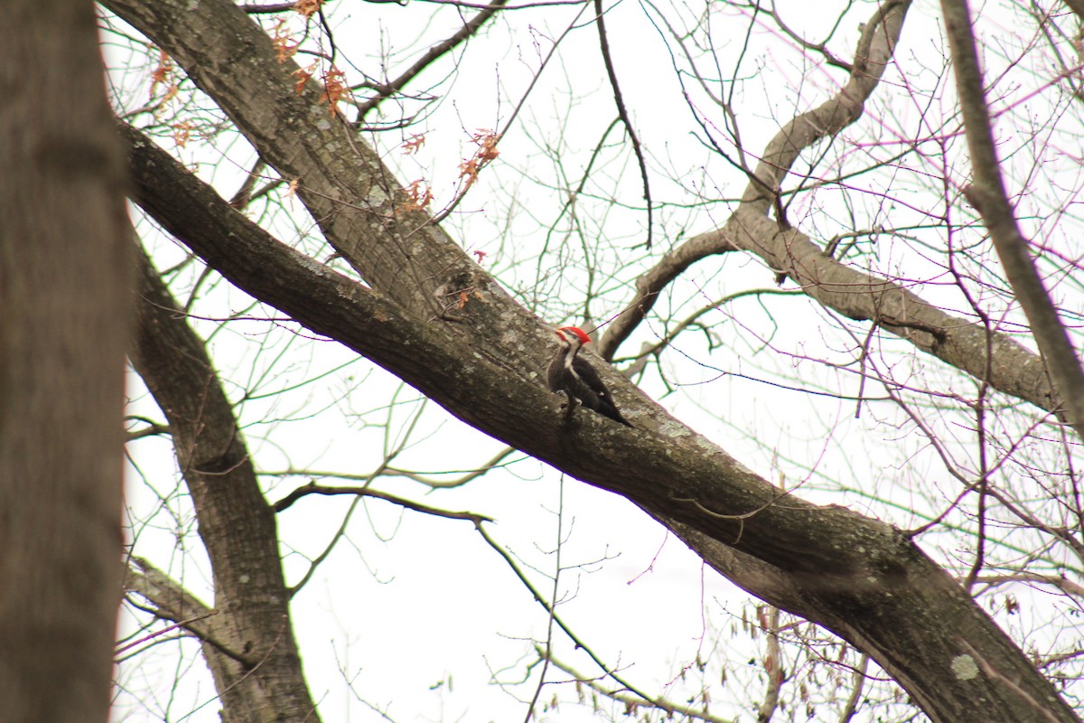 Pileated Woodpecker - ML96341011