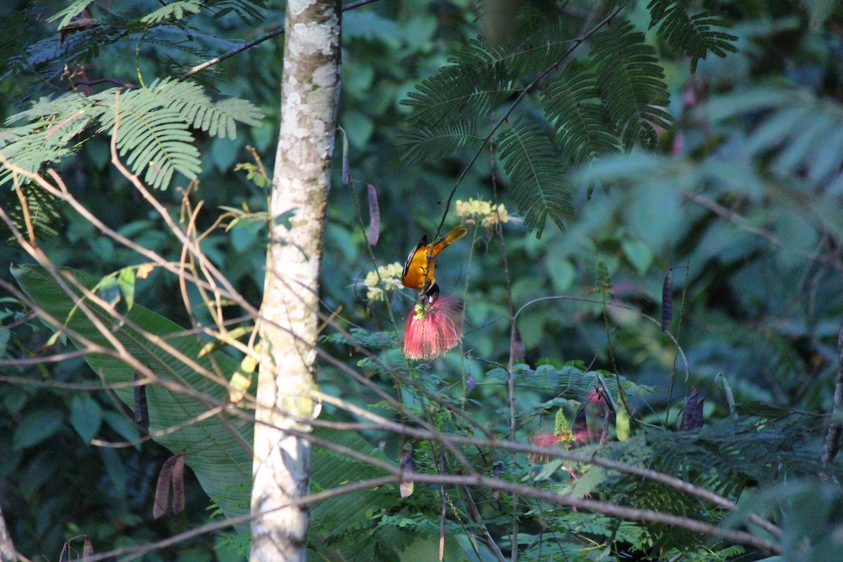 Baltimore Oriole - ML96341551