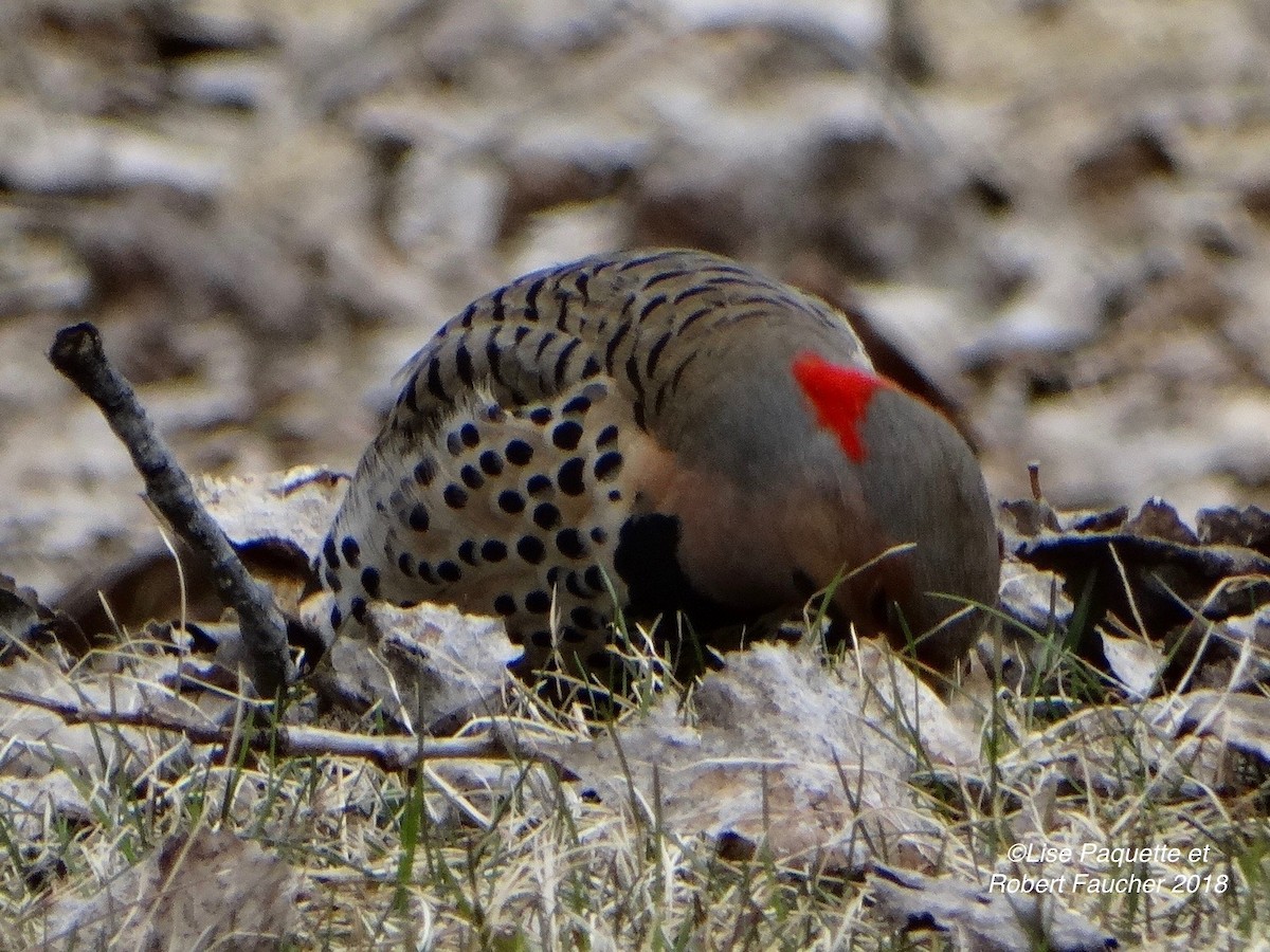 Northern Flicker - ML96341781