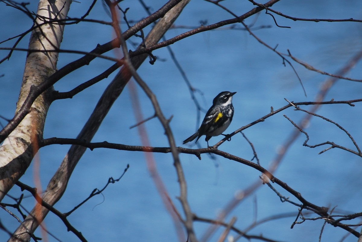 Yellow-rumped Warbler - ML96342881