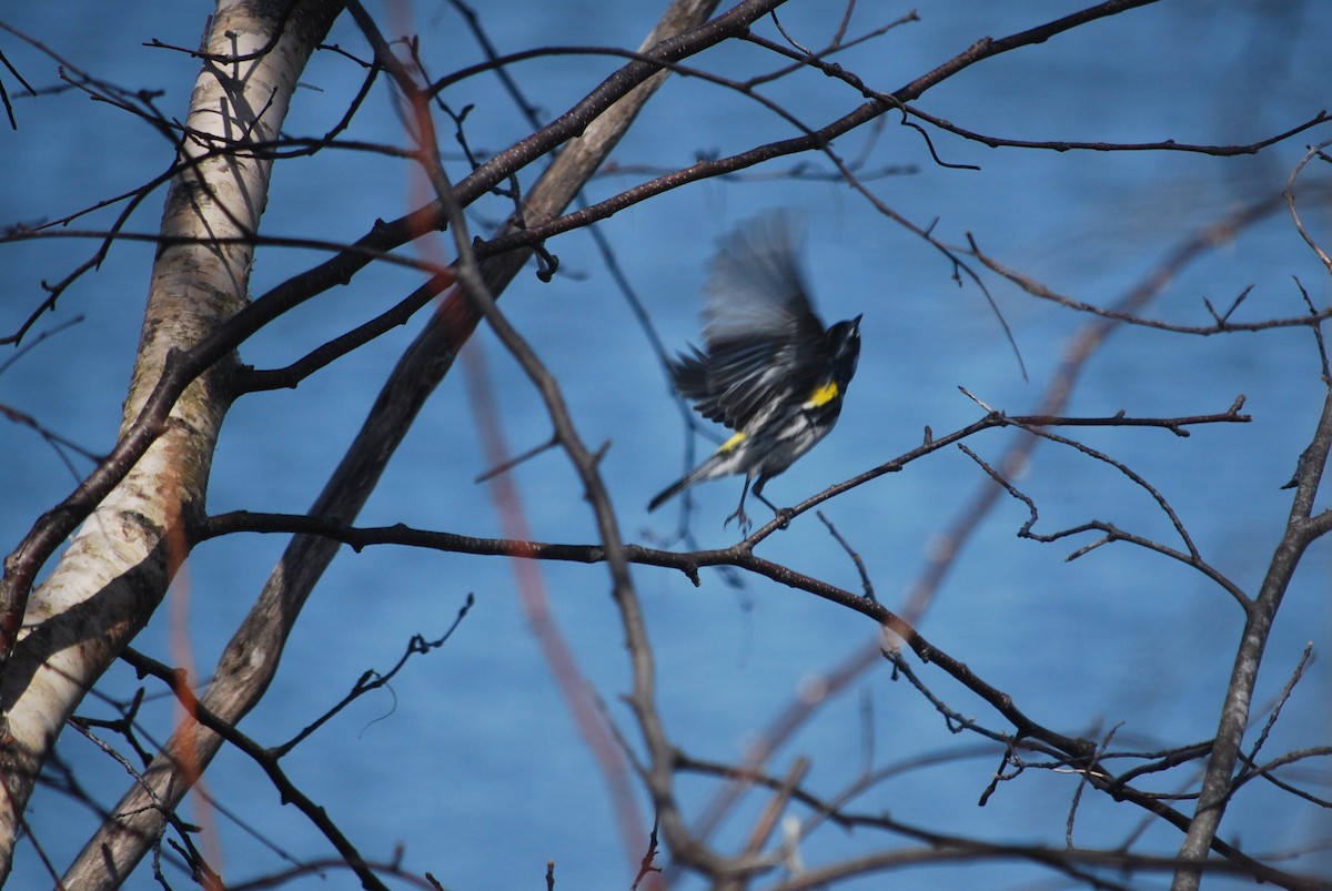 Yellow-rumped Warbler - ML96342931