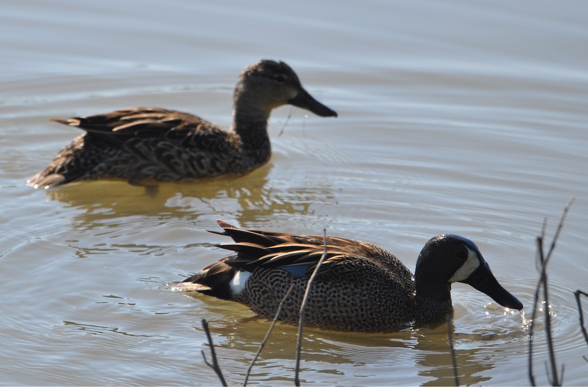 Blue-winged Teal - ML96343641