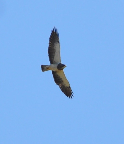 Swainson's Hawk - ML96343751