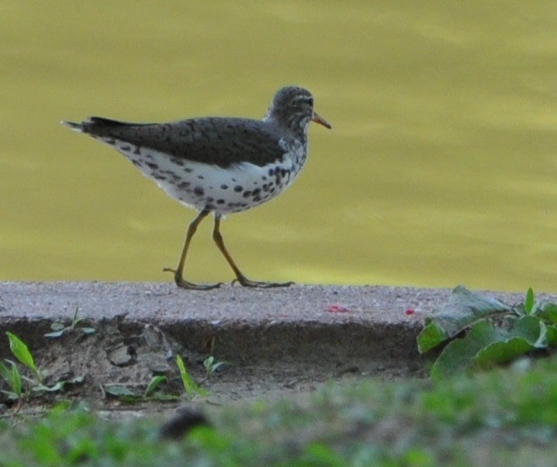 Spotted Sandpiper - M.K. McManus-Muldrow