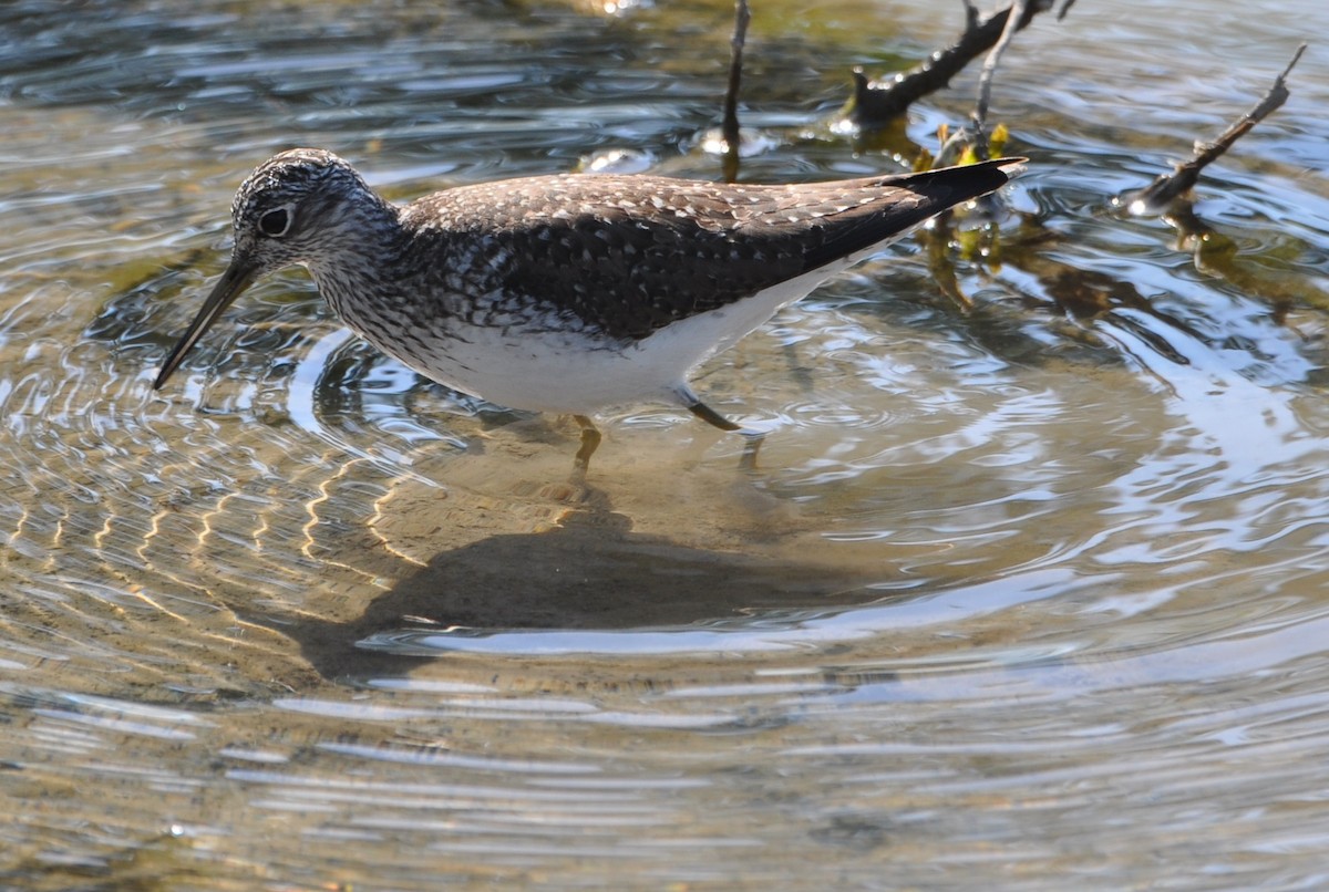 Solitary Sandpiper - ML96344051