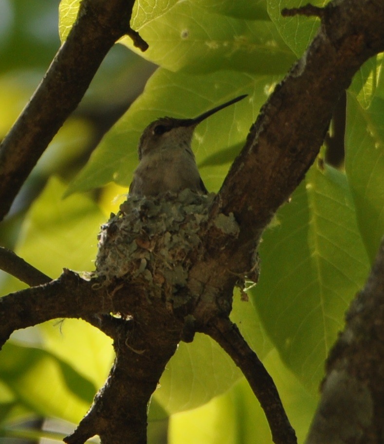 hummingbird sp. - M.K. McManus-Muldrow