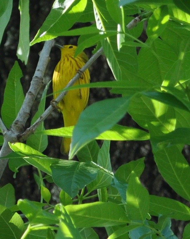 Paruline jaune - ML96345131