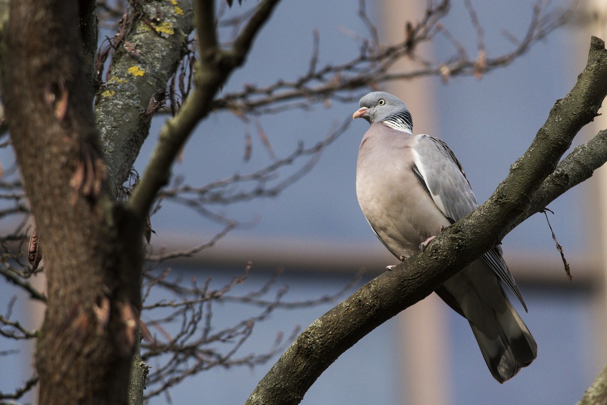 Common Wood-Pigeon - ML96346551