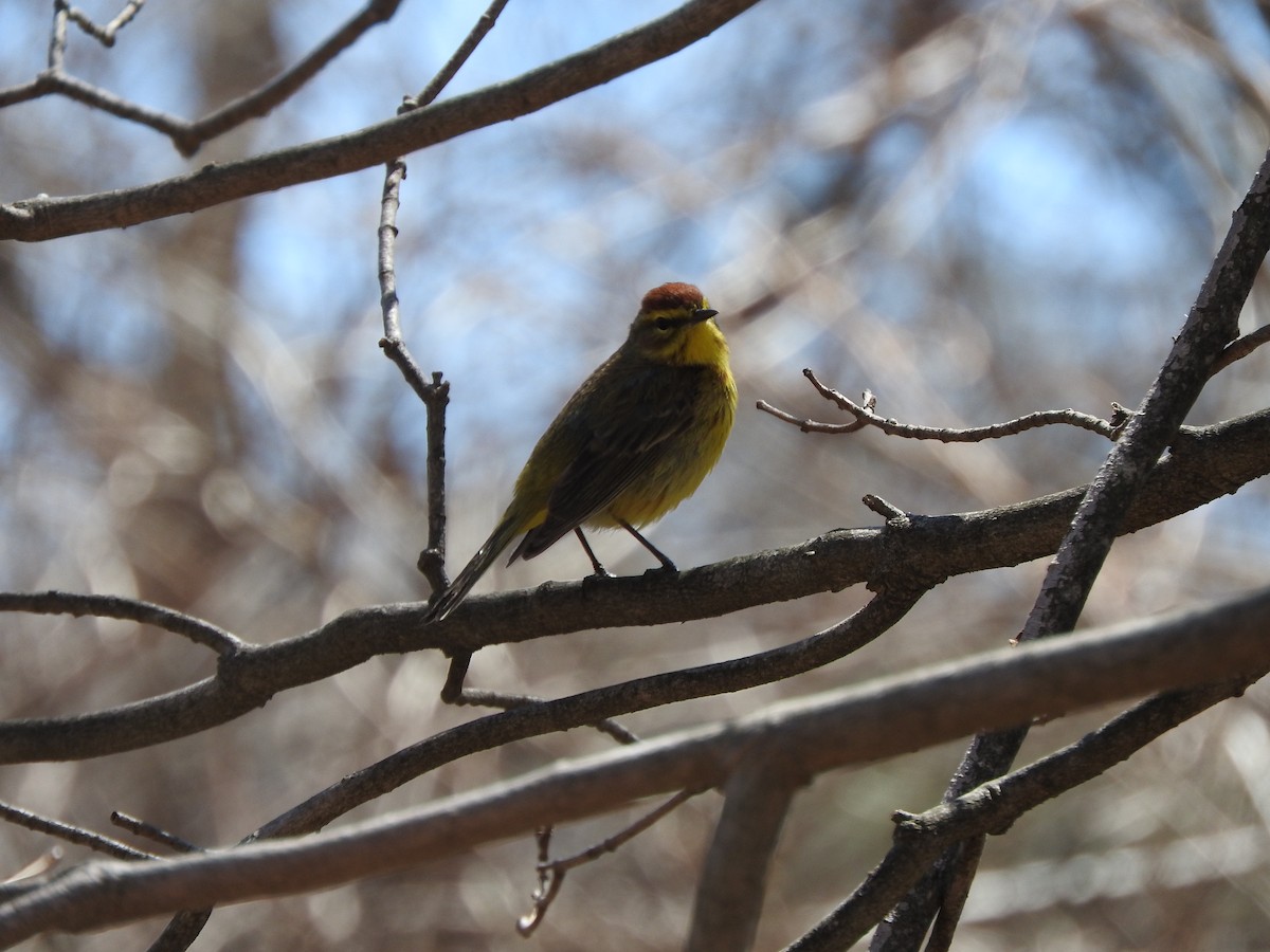 Palm Warbler (Yellow) - ML96346661