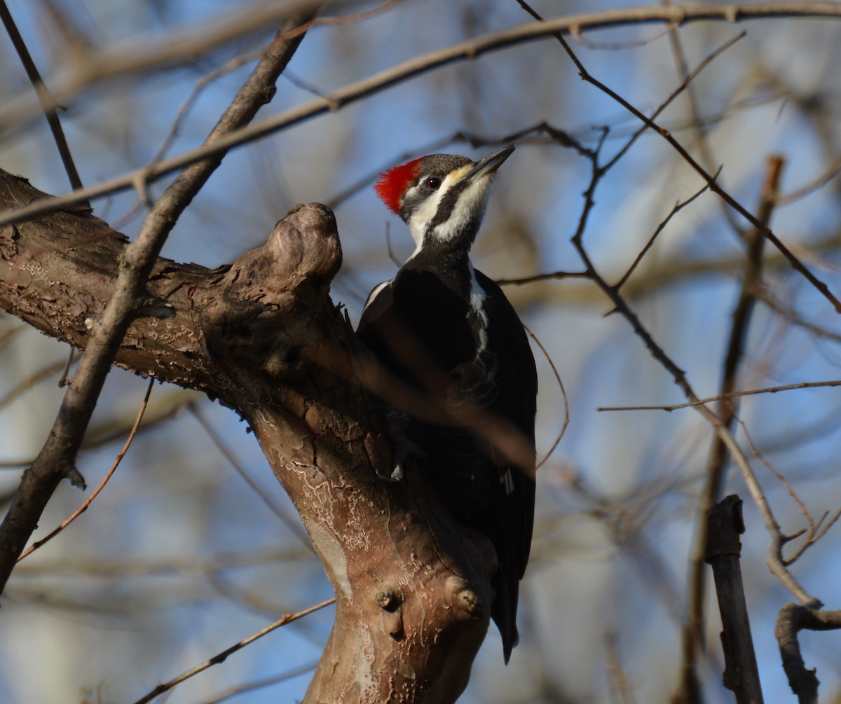 Pileated Woodpecker - Doug Overacker