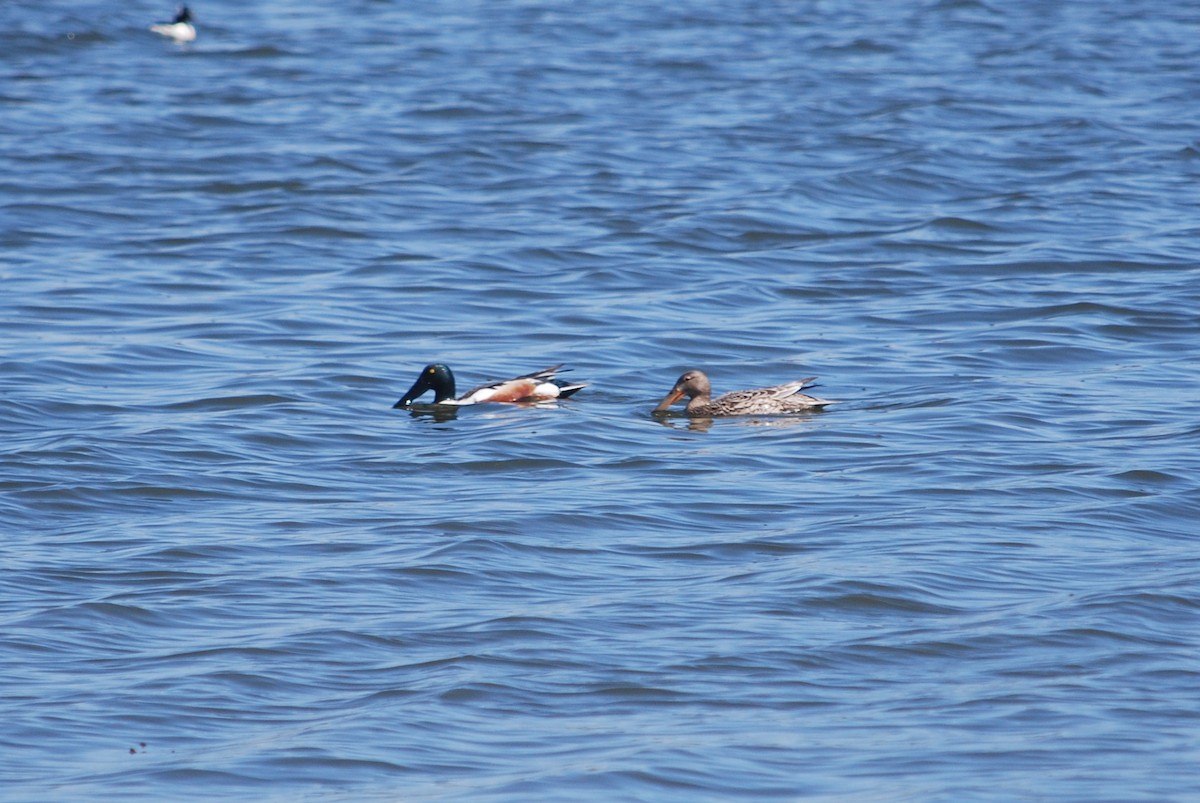 Northern Shoveler - ML96348201