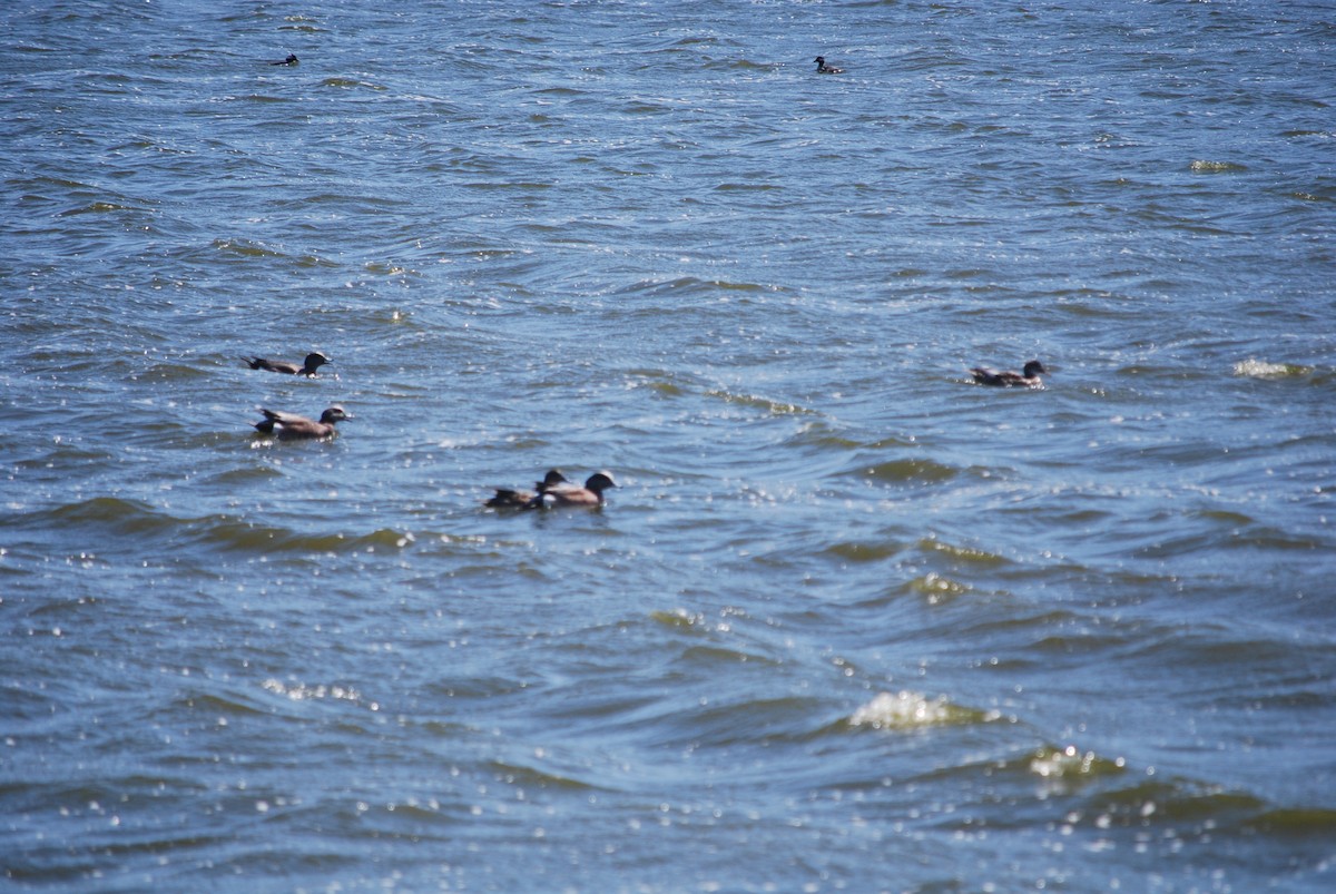 American Wigeon - ML96348951