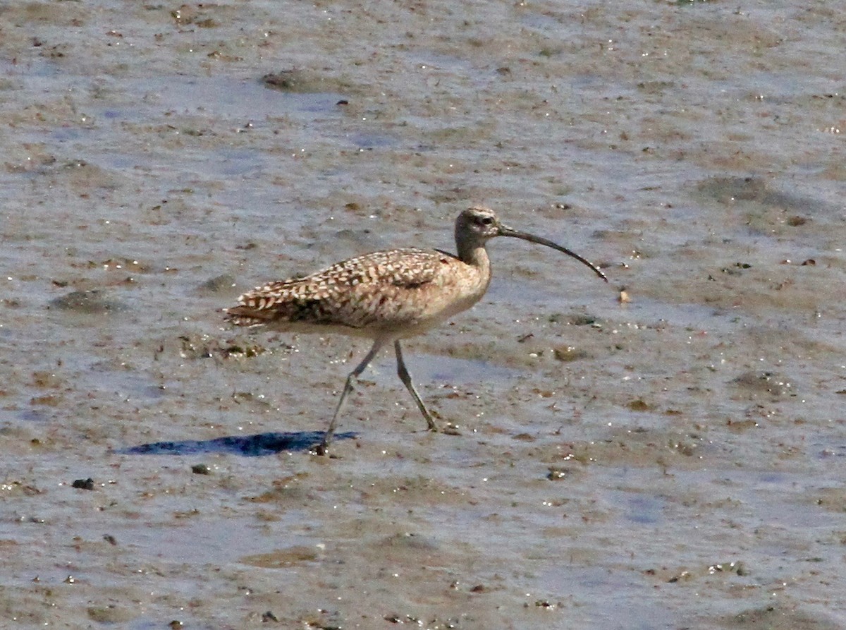 Long-billed Curlew - ML96350921
