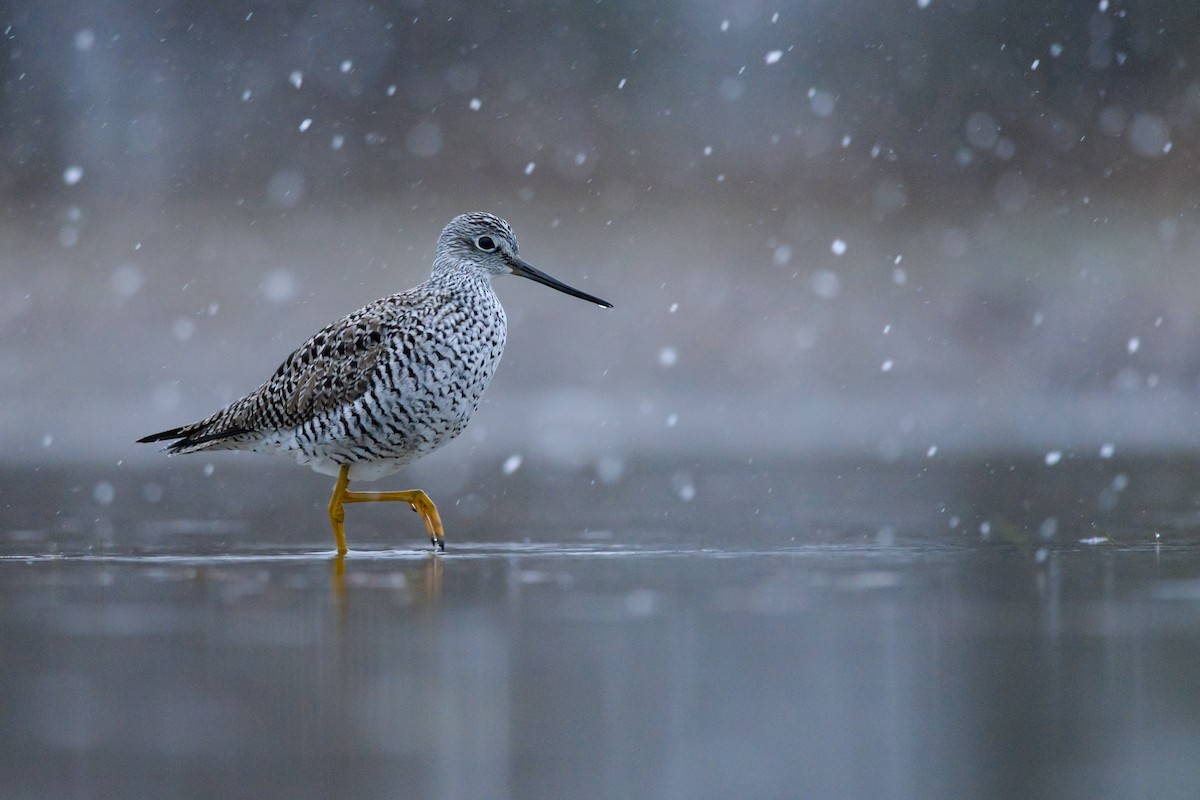 Greater Yellowlegs - ML96351731