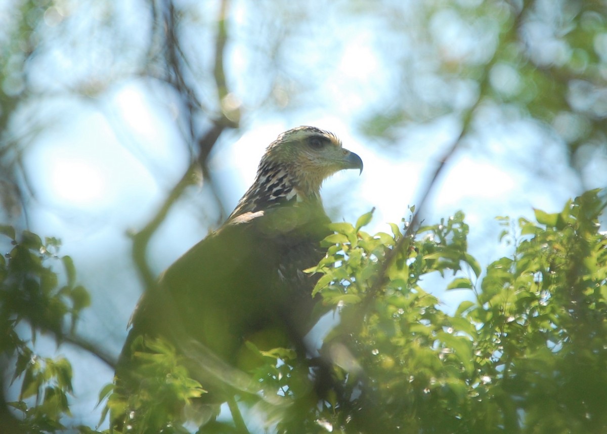 Great Black Hawk - ML96354231