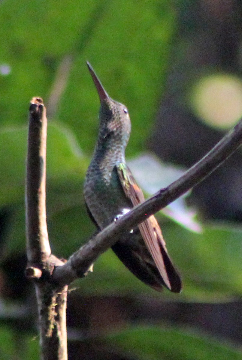kolibřík mexický - ML96355271