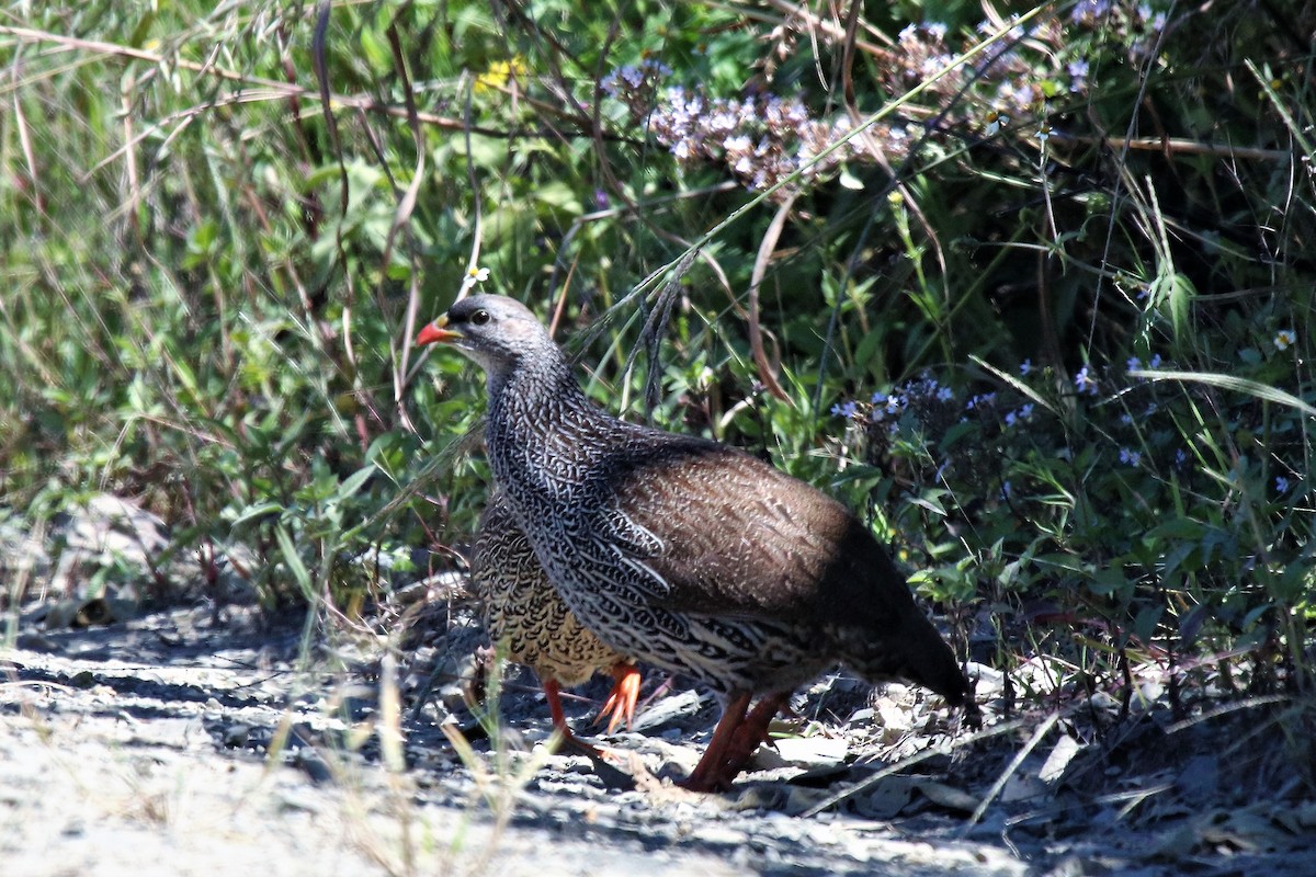 Natal Spurfowl - ML96357161