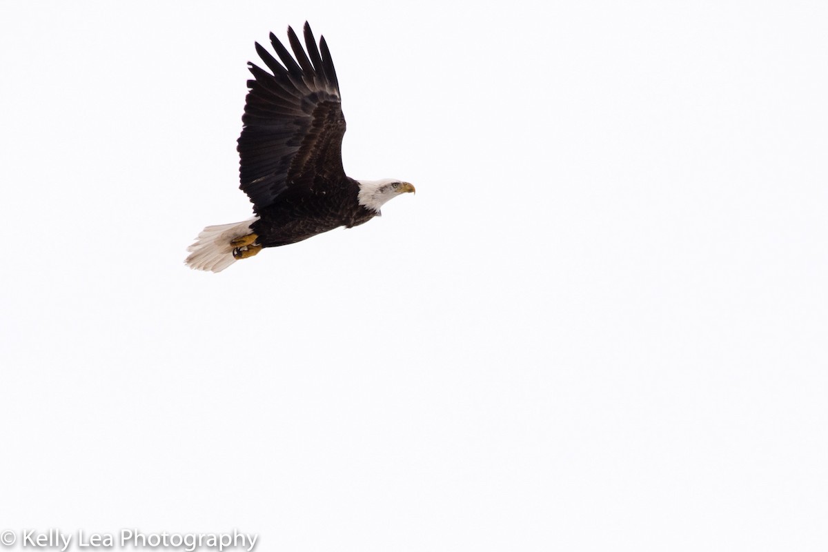 Bald Eagle - ML96357421