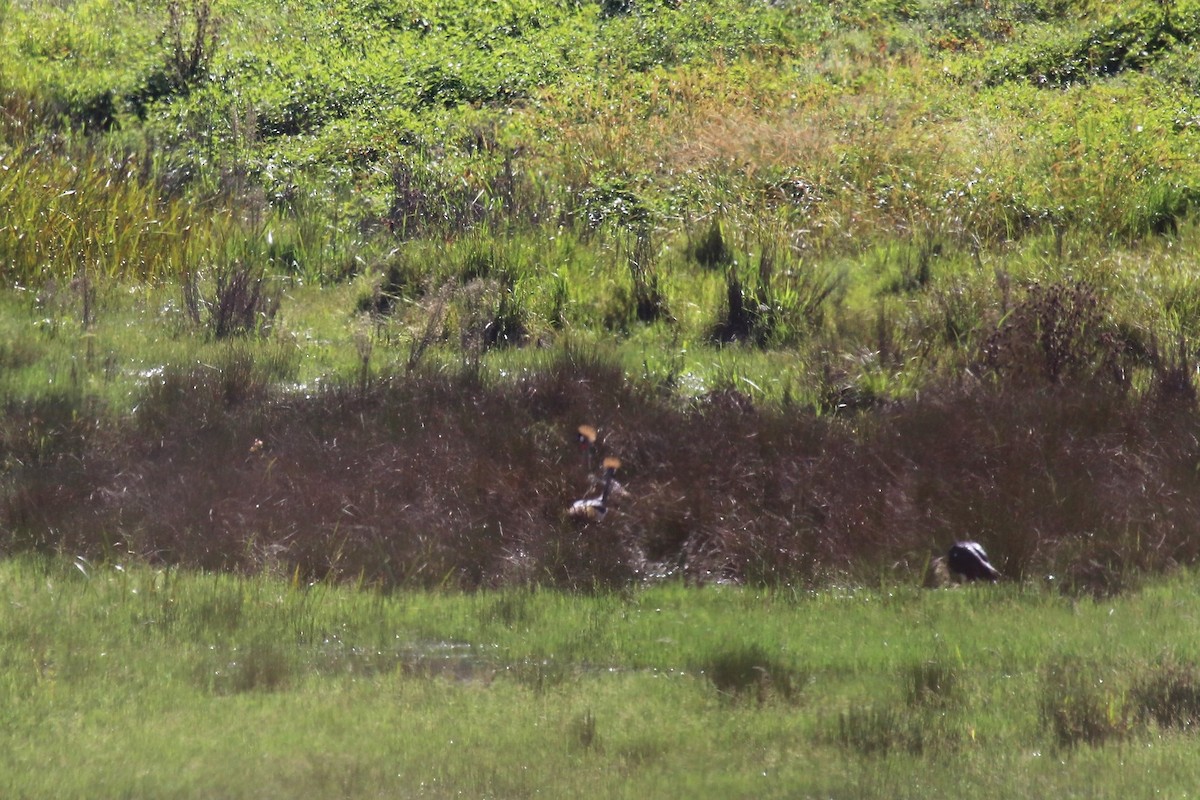 Gray Crowned-Crane - ML96357761