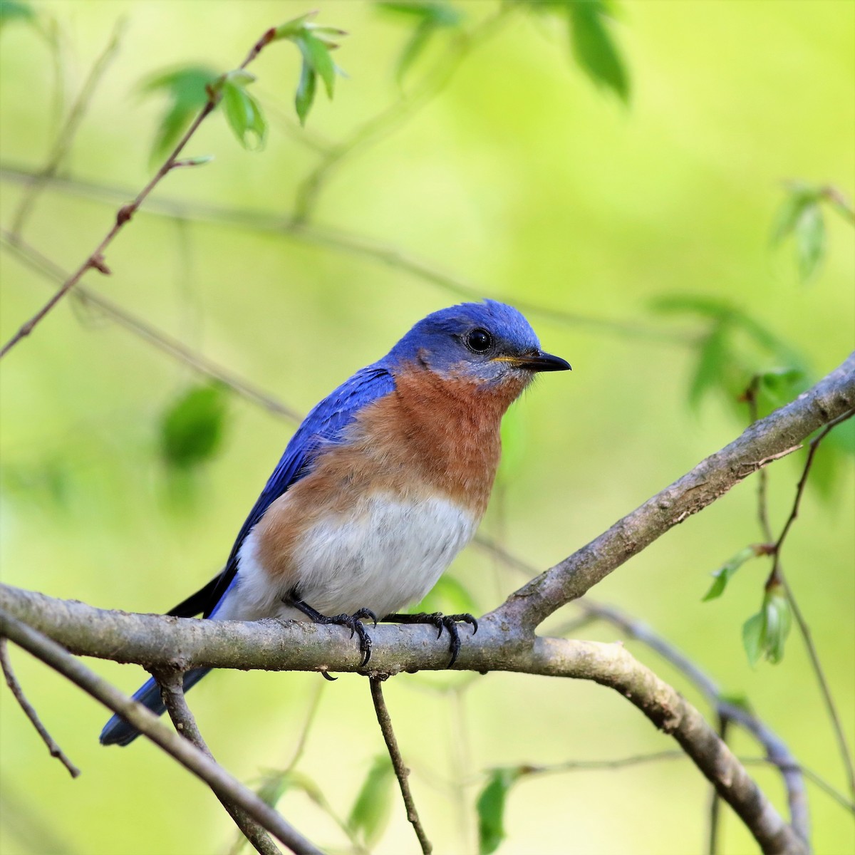 Eastern Bluebird - Ronald Goddard