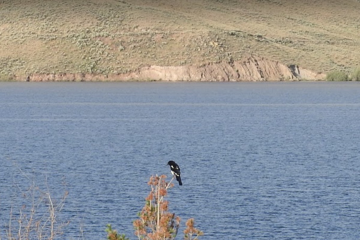 Black-billed Magpie - ML96358361