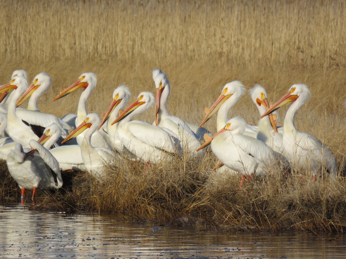 American White Pelican - ML96359041