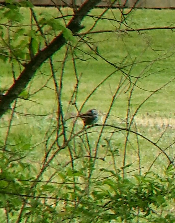 Harris's Sparrow - ML96359691