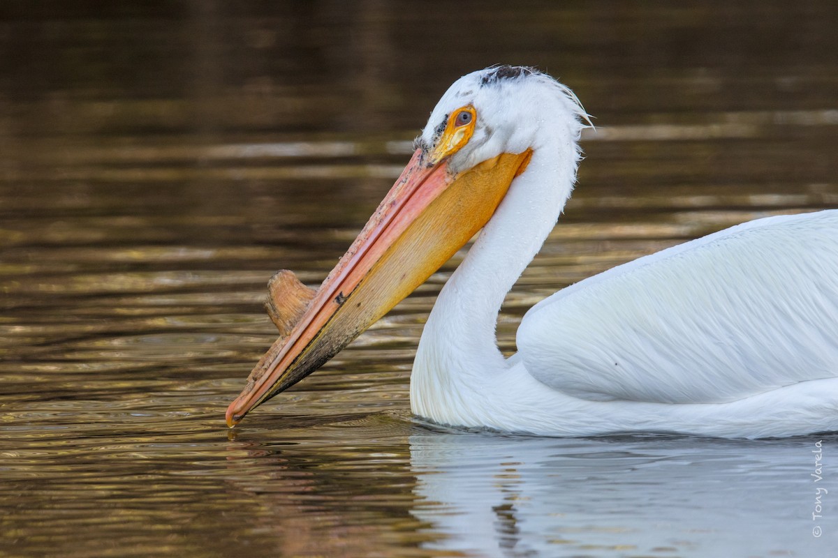 American White Pelican - ML96360051