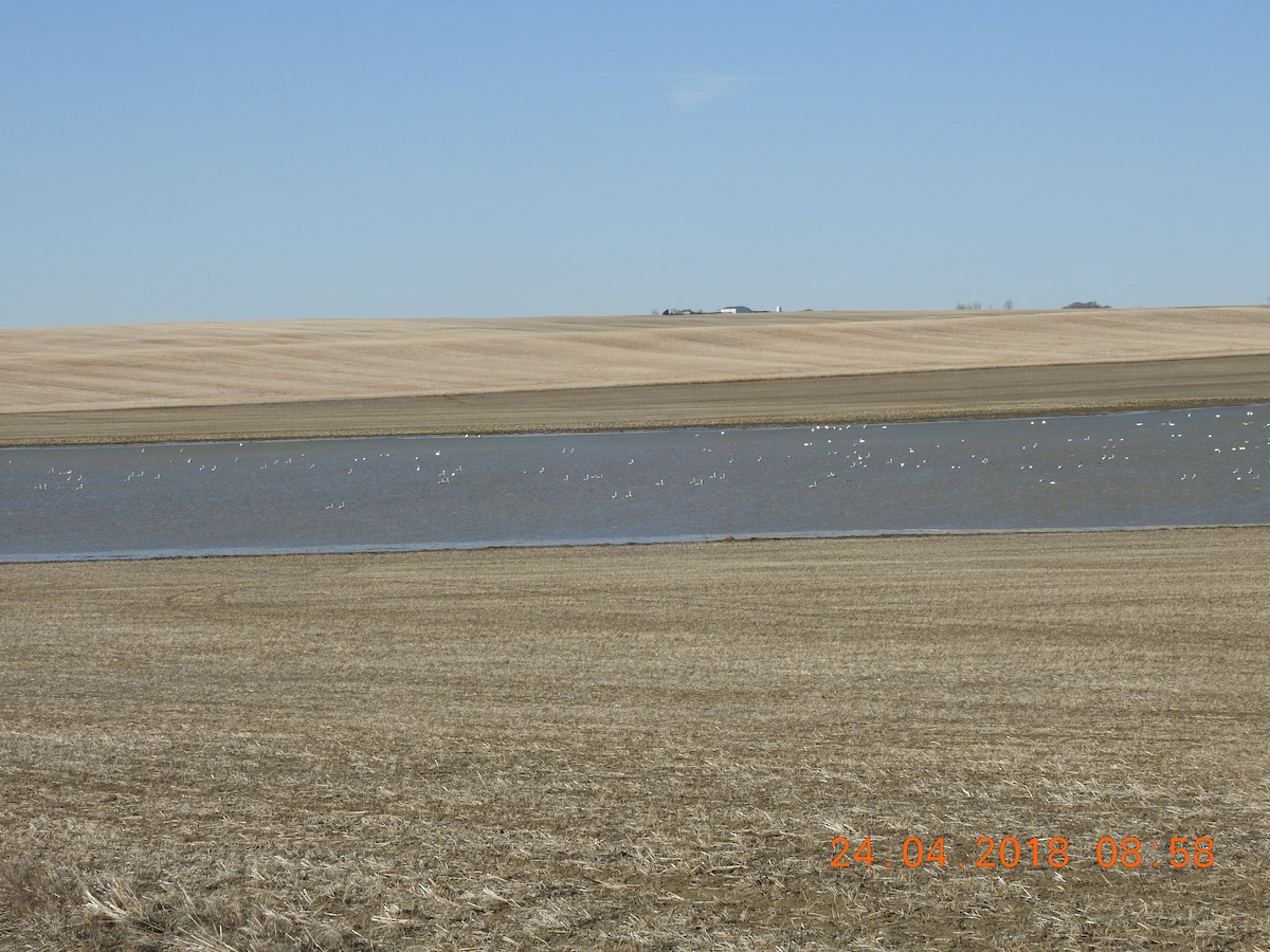 Tundra Swan - ML96360511