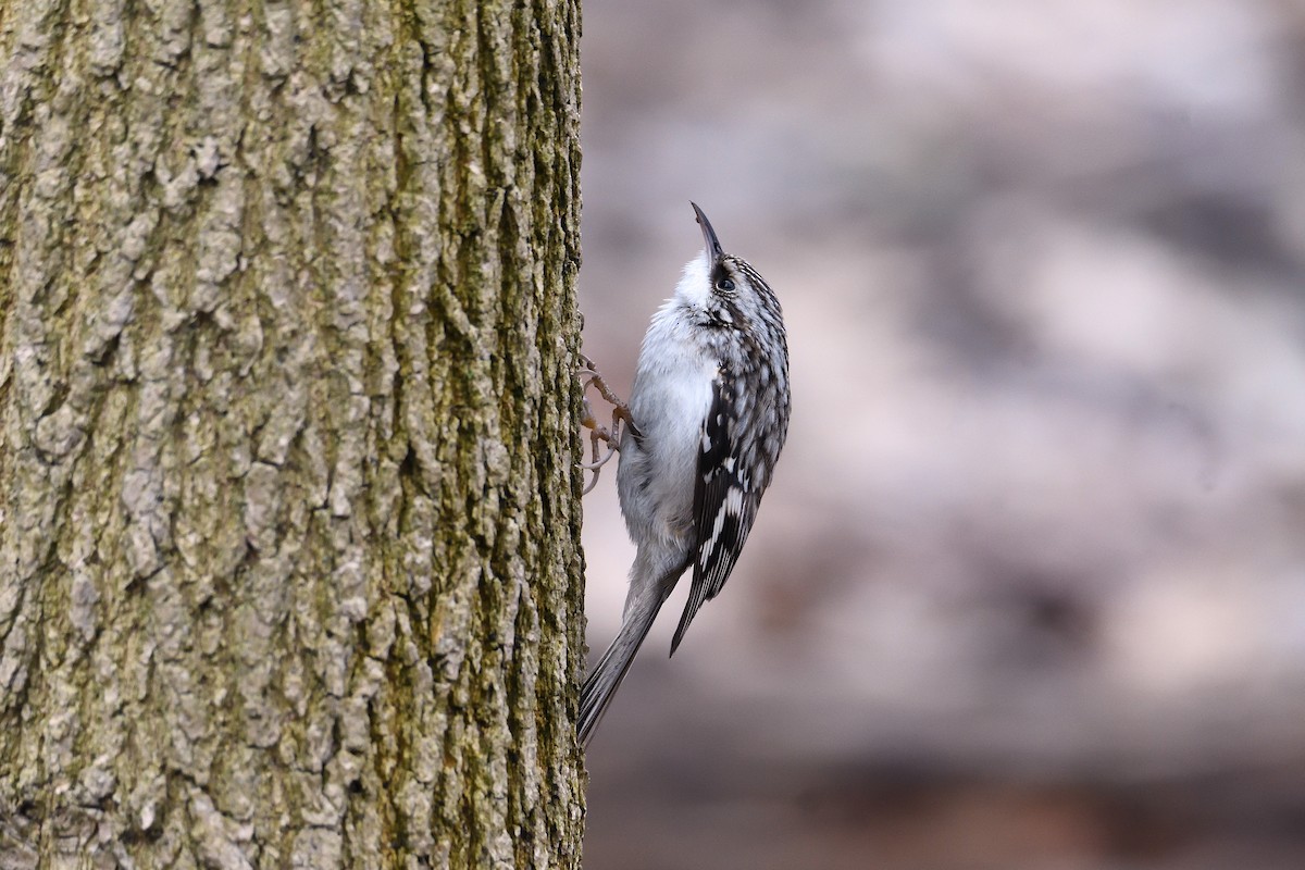 Brown Creeper - ML96361741