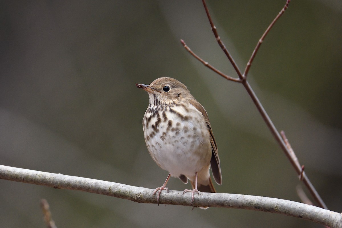 Hermit Thrush - terence zahner