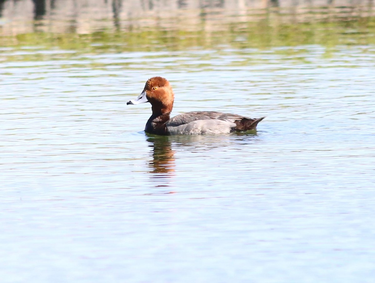 Redhead - ML96362281