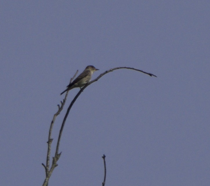 Olive-sided Flycatcher - ML96368471