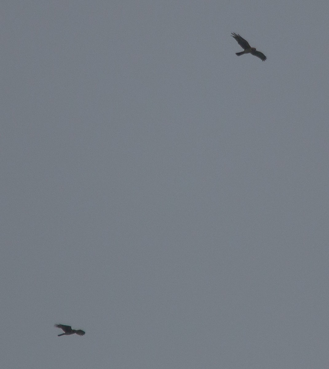 Northern Harrier - ML96369581