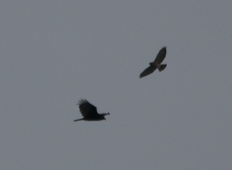 Broad-winged Hawk - Joel Strong