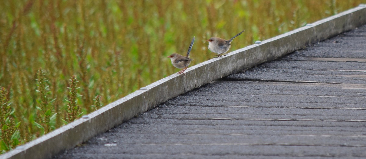 Superb Fairywren - ML96370231