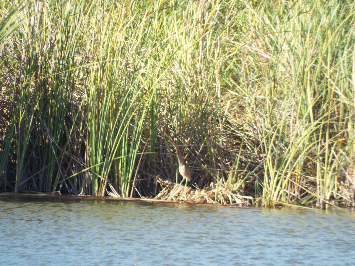 American Bittern - ML96370481