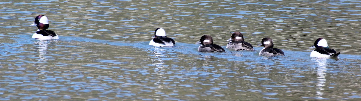 Bufflehead - ML96370671