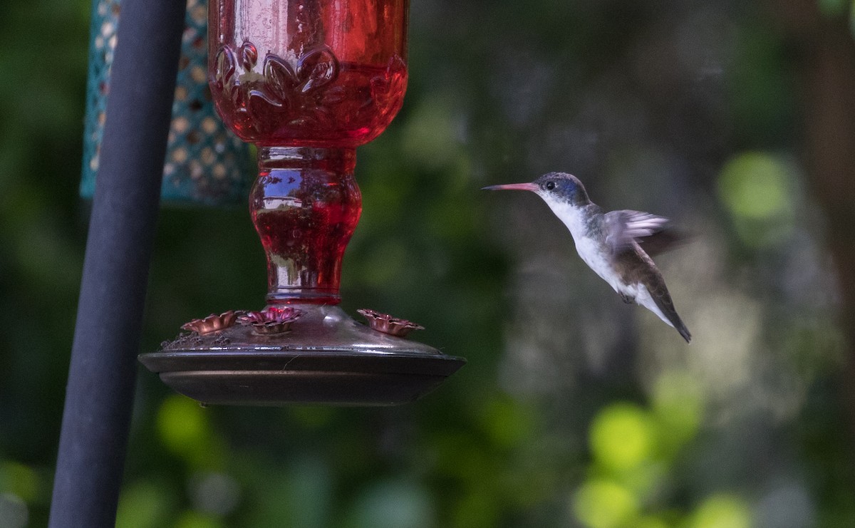 Violet-crowned Hummingbird - ML96370681