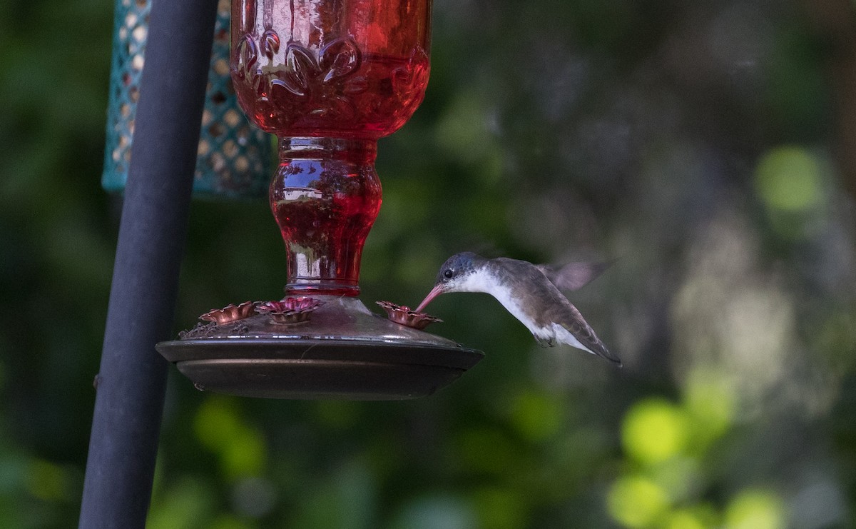 Violet-crowned Hummingbird - Gabriel Rodriguez