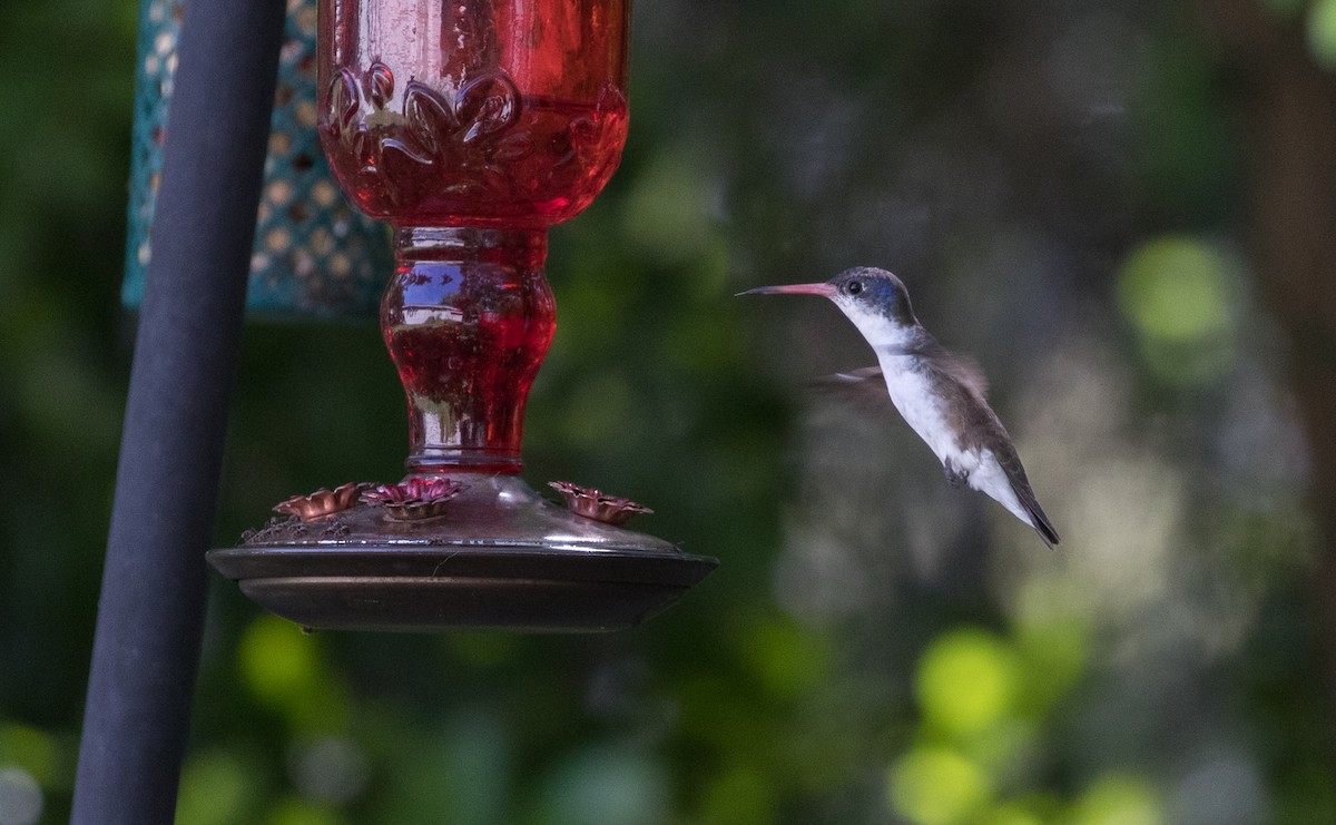 Violet-crowned Hummingbird - Gabriel Rodriguez