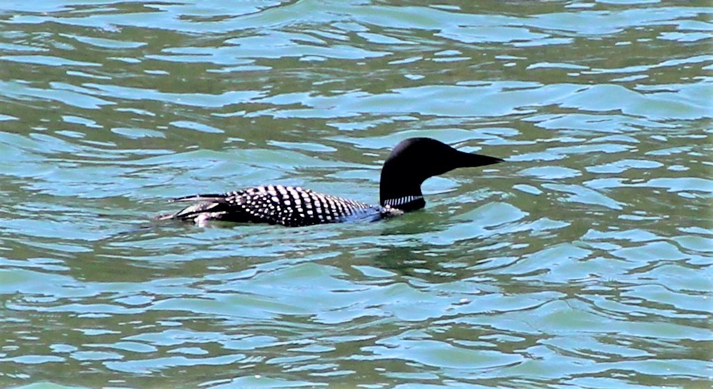 Common Loon - ML96370771