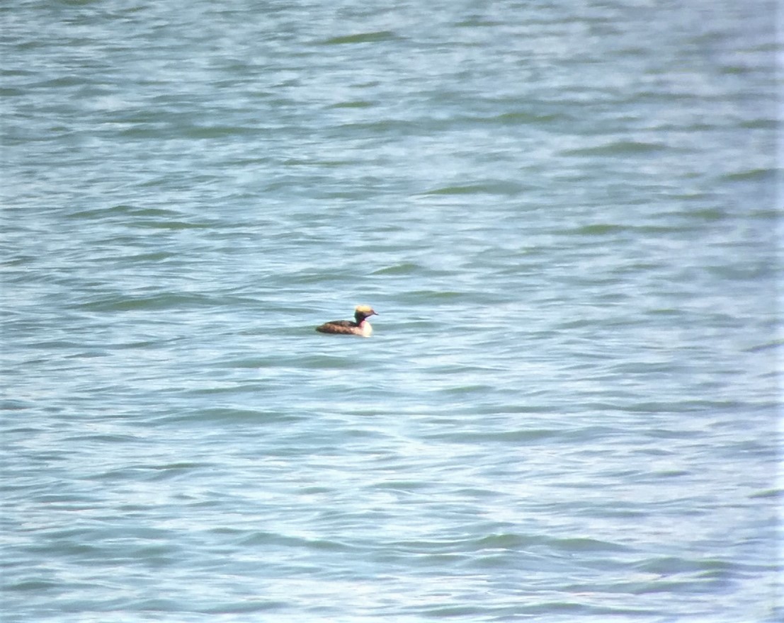 Horned Grebe - ML96370921