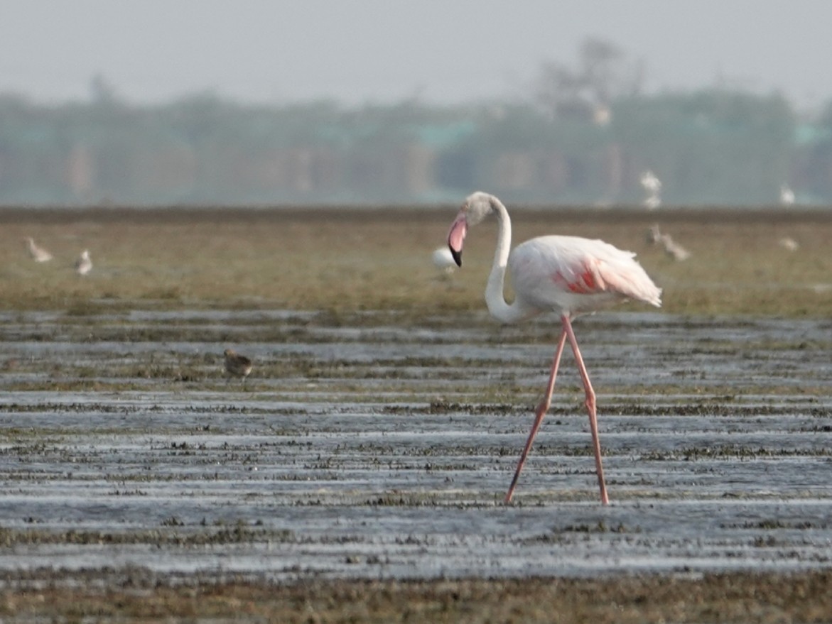 Greater Flamingo - Balaji P B