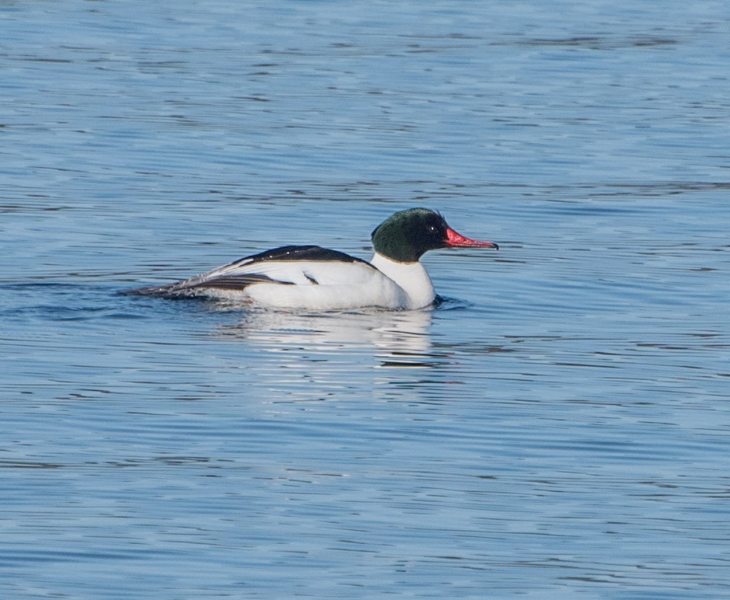 Common Merganser - Libby Burtner