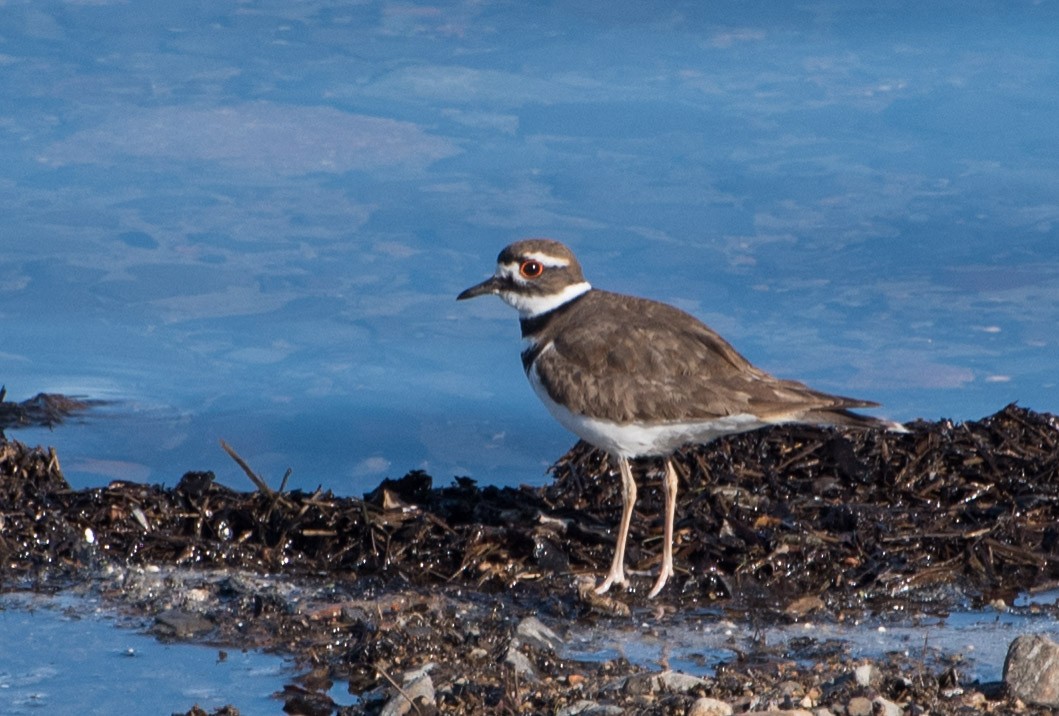 Killdeer - Libby Burtner